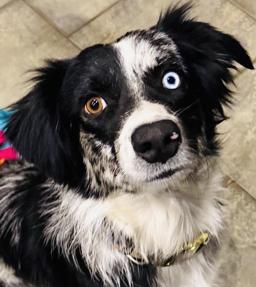 Enlarge ARPH #14688 - "Noel", a Adoptable Australian Shepherd in Tulsa, OK image 4/4