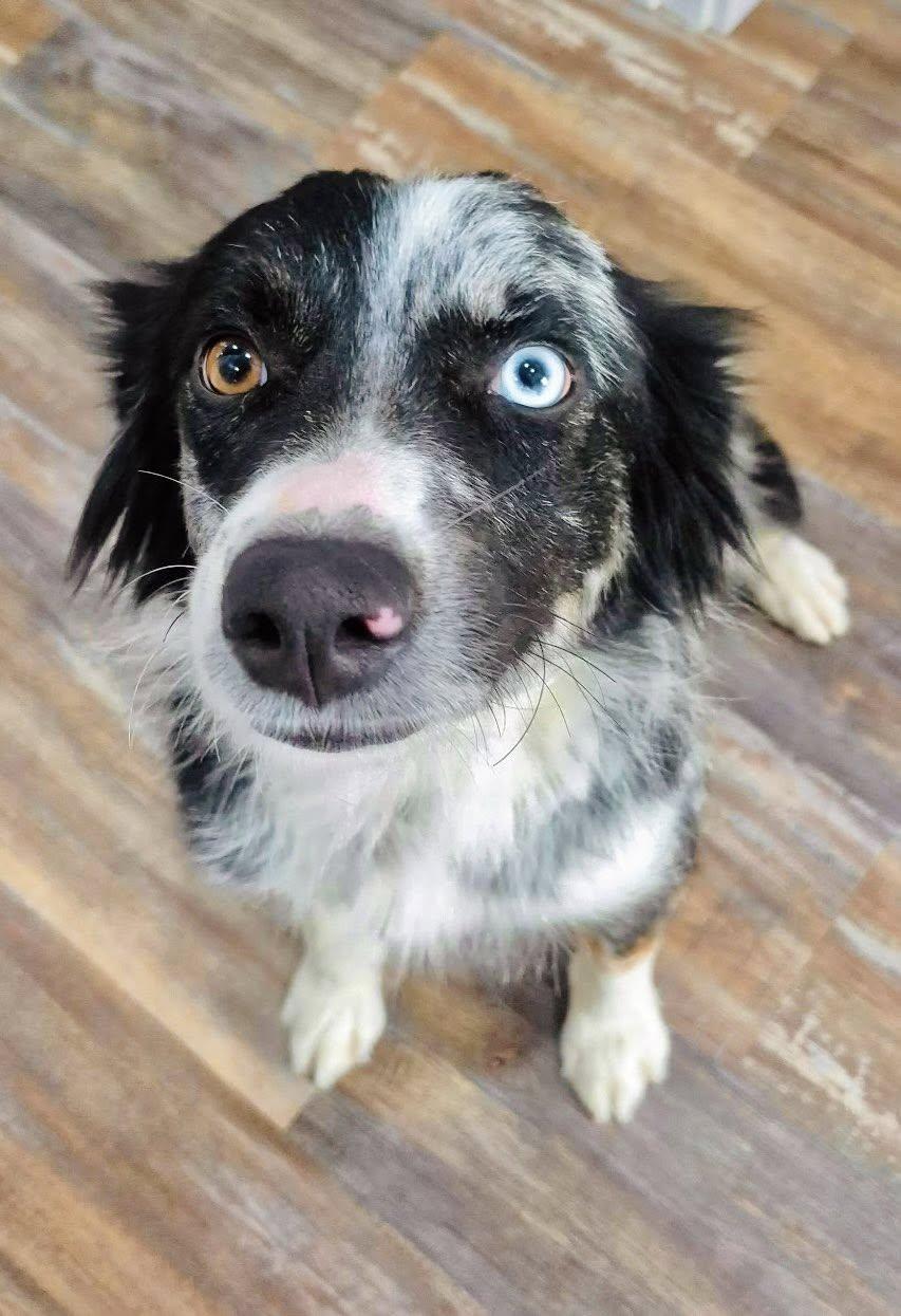 Enlarge ARPH #14688 - "Noel", a Adoptable Australian Shepherd in Tulsa, OK image 2/4