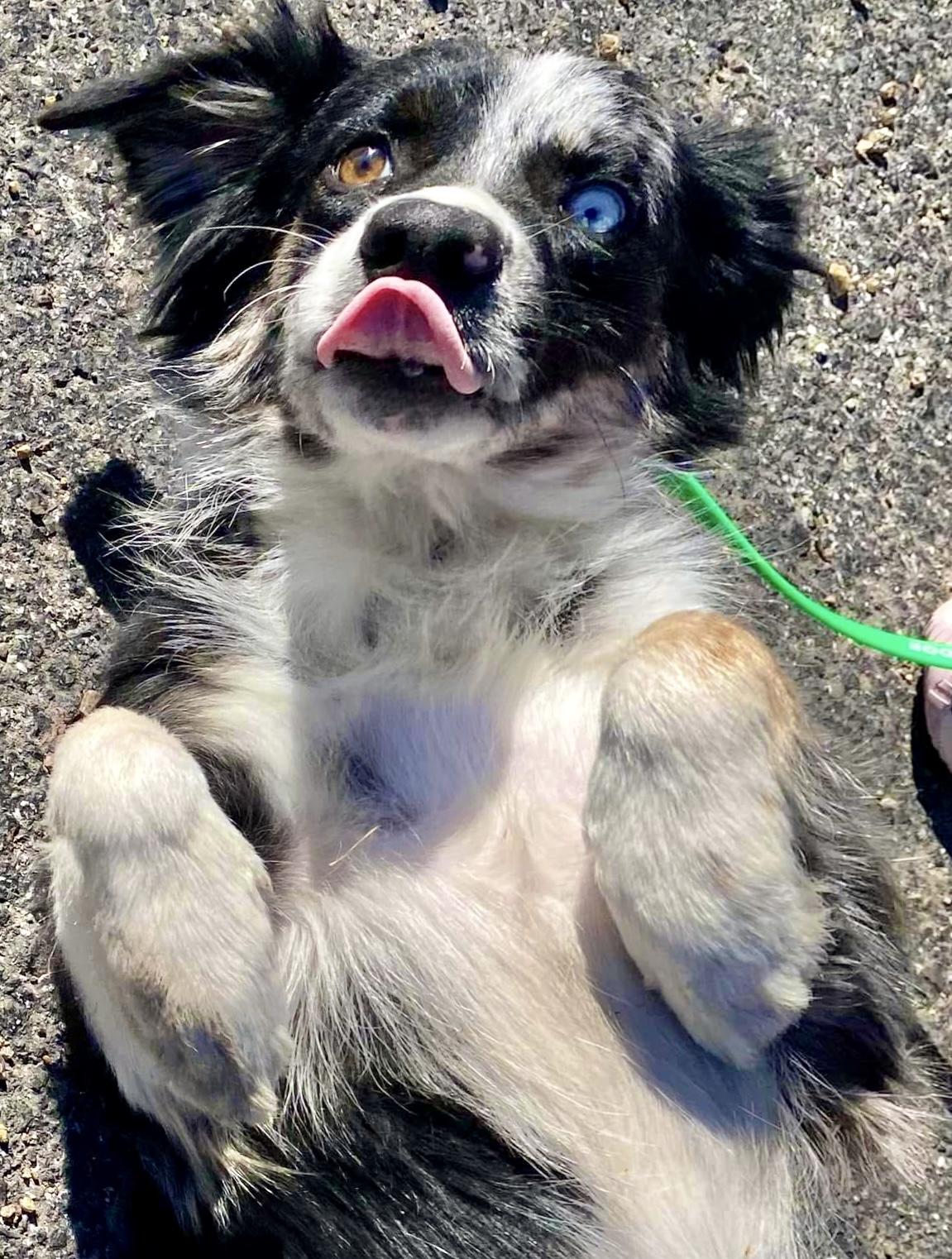 Enlarge ARPH #14688 - "Noel", a Adoptable Australian Shepherd in Tulsa, OK image 3/4