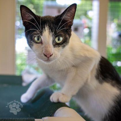 Tiki, a Adoptable mixed breed in Honolulu, HI image 2/2