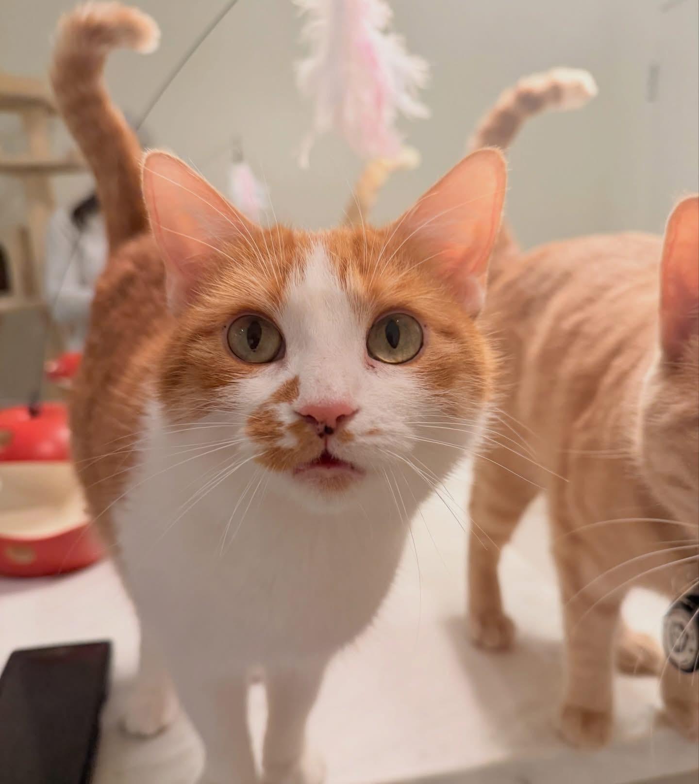 Shakira & Marc Anthony, ADOPTABLE, Adult Female Tabby.