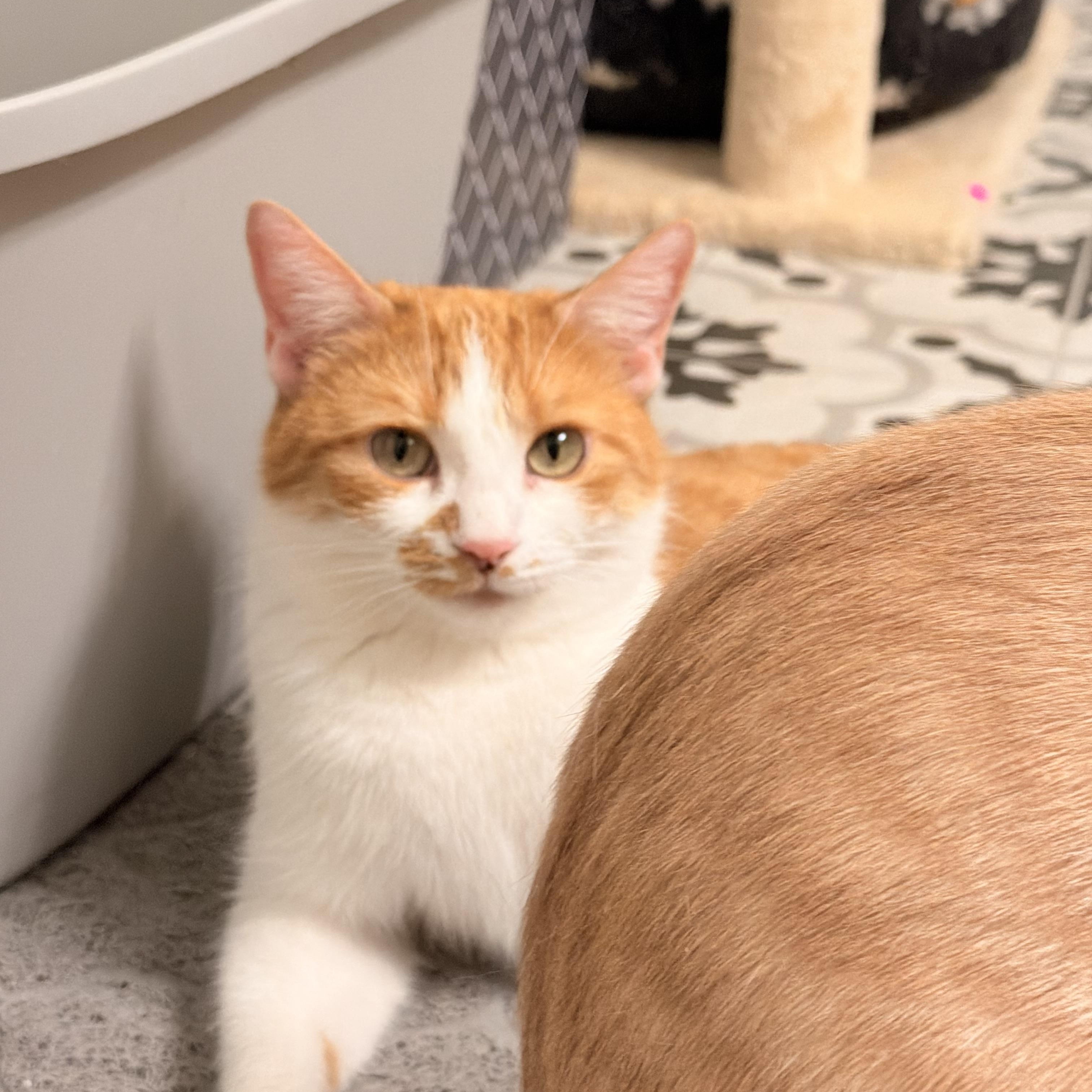 Enlarge Shakira , a ADOPTABLE mixed breed in Las Vegas, NV image 2/2