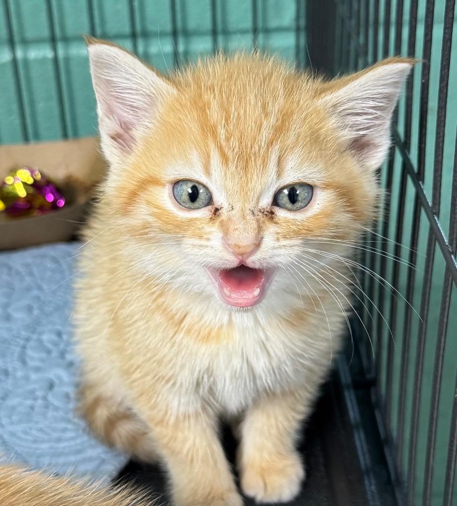 Meowzer-Adoptable Awaiting S/N, Adoptable, Kitten Male Domestic Short Hair.