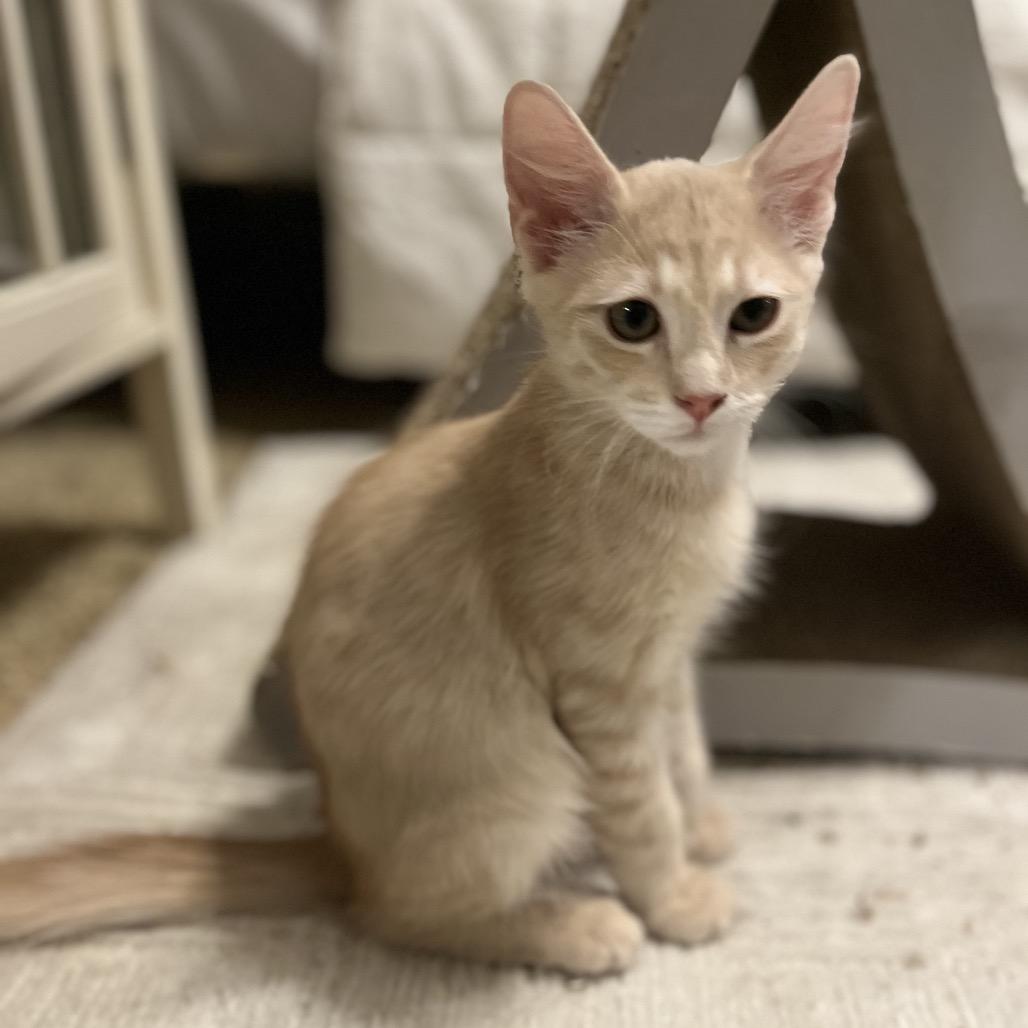 Enlarge Teddy Graham, a Adoptable Domestic Short Hair in Flower Mound, TX image 2/3