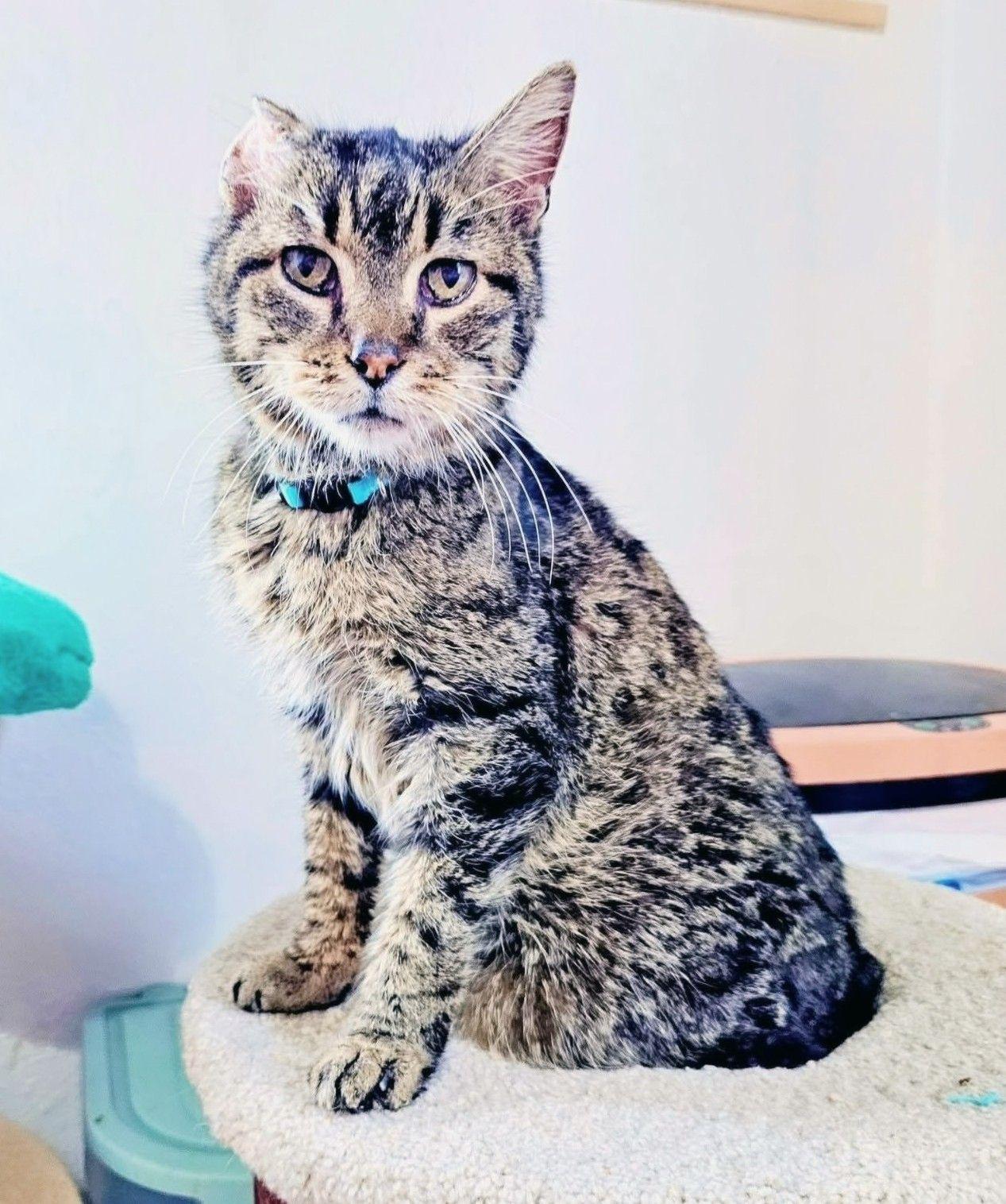 Enlarge Charlie, an adopted Domestic Short Hair in Waverly, IA image 4/5