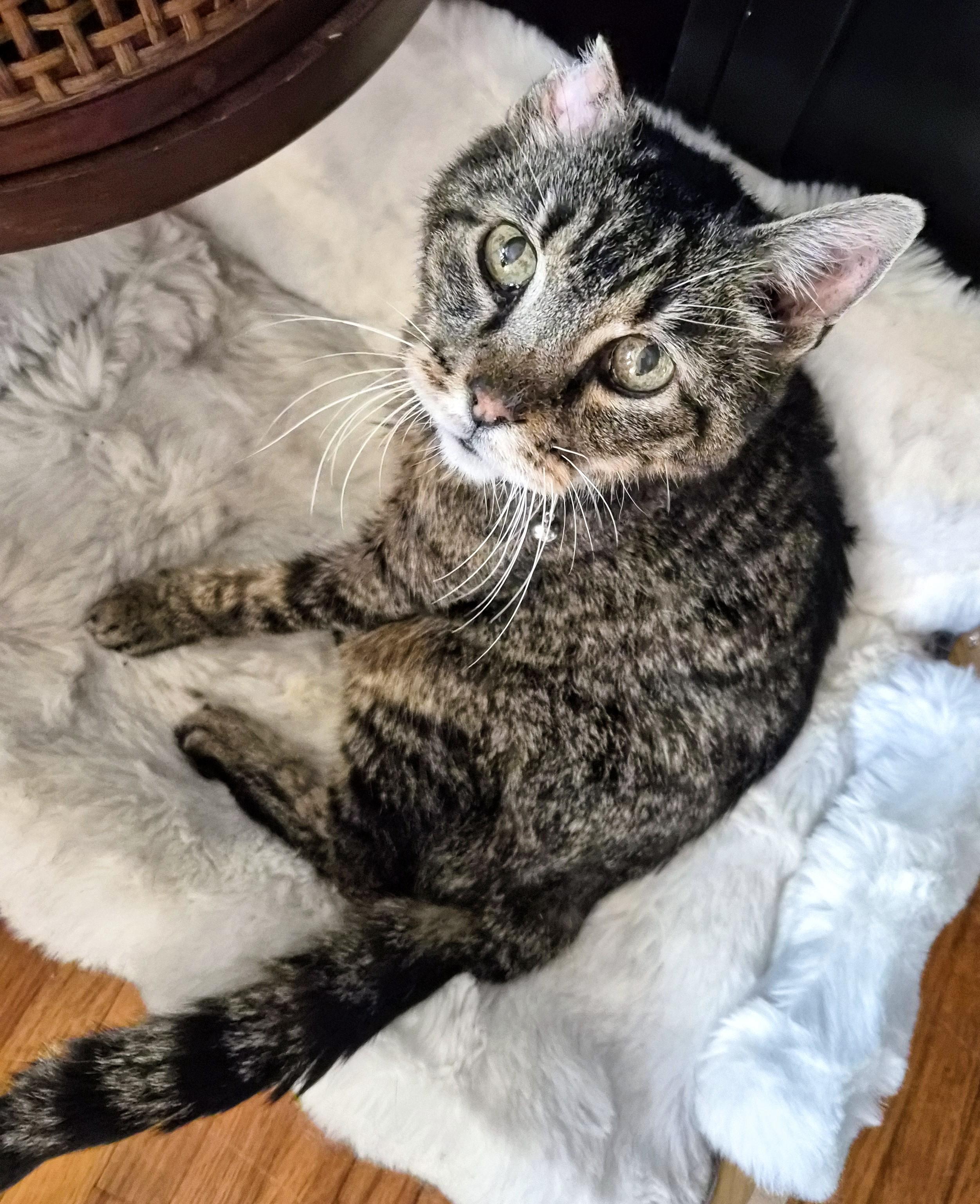 Enlarge Charlie, an adopted Domestic Short Hair in Waverly, IA image 3/5