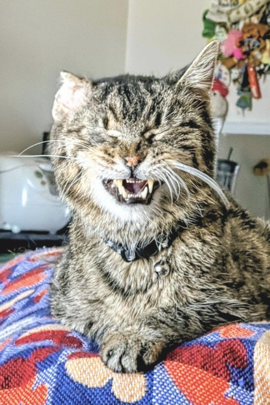Enlarge Charlie, an adopted Domestic Short Hair in Waverly, IA image 2/5