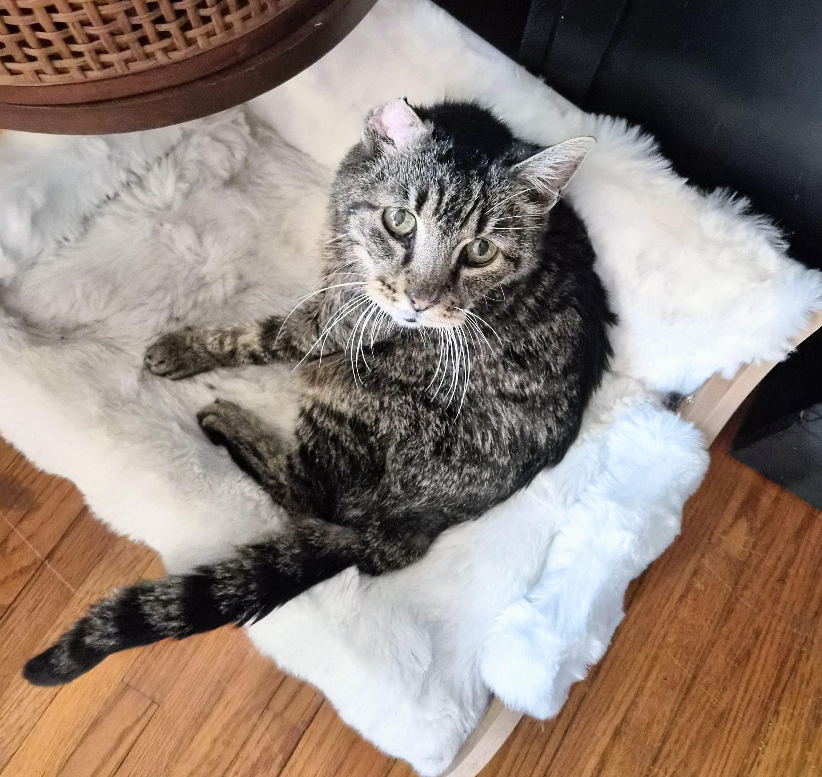 Enlarge Charlie, an adopted Domestic Short Hair in Waverly, IA image 5/5