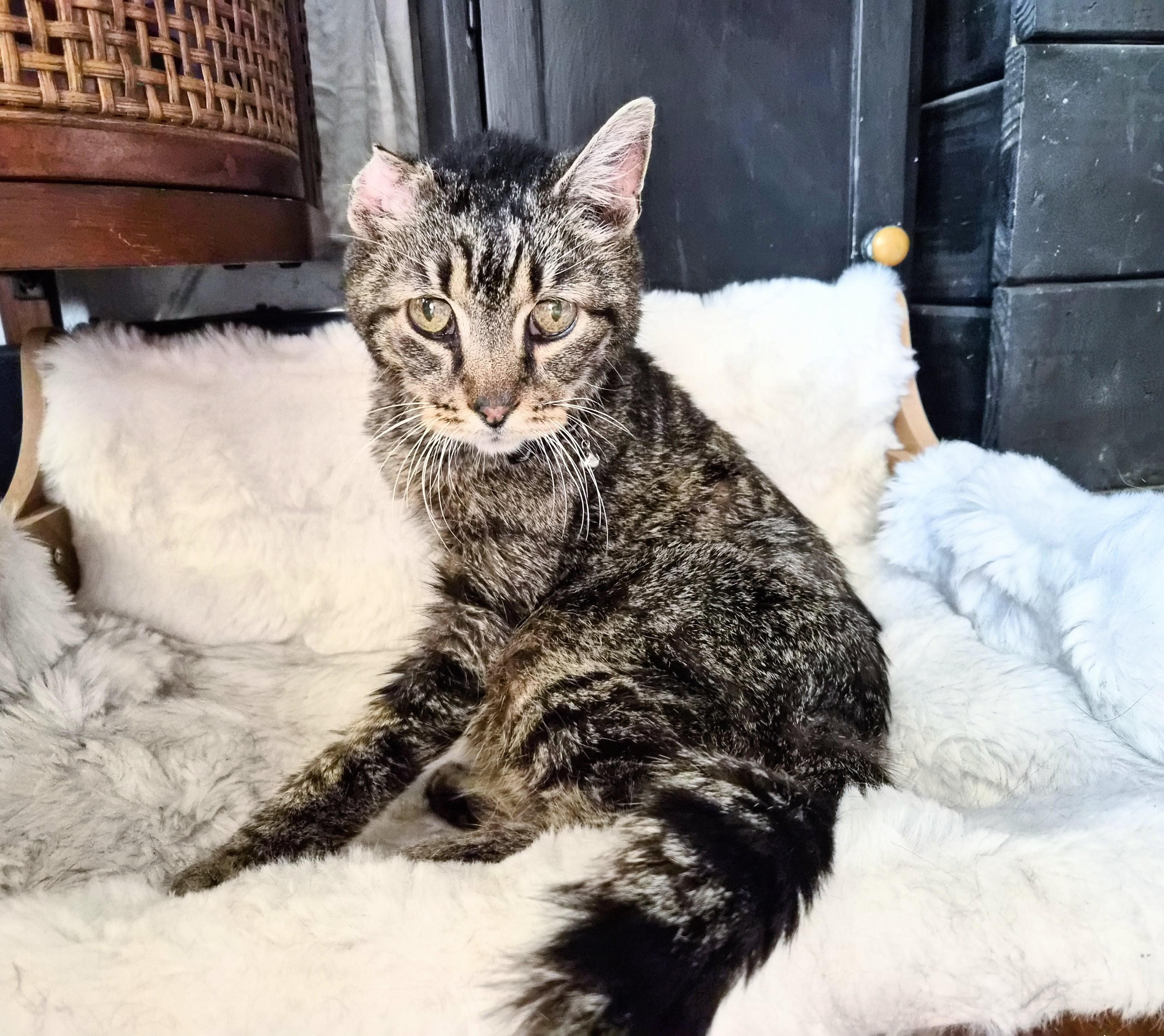 Enlarge Charlie, an adopted Domestic Short Hair in Waverly, IA image 1/5