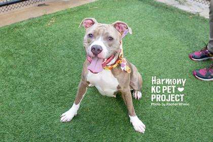 Harmony, Adoptable, Adult Female Pit Bull Terrier & Mixed Breed.