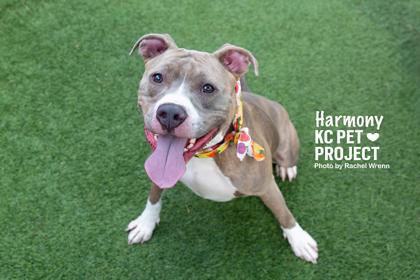 Enlarge Harmony, a Adoptable mixed breed in Kansas City, MO image 2/3