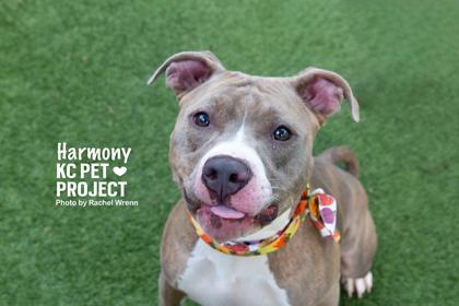 Enlarge Harmony, a Adoptable mixed breed in Kansas City, MO image 3/3