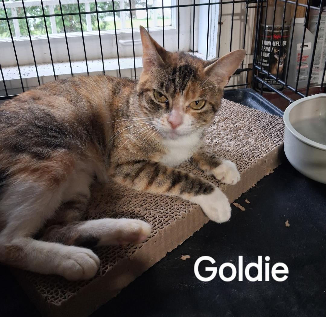 Goldie - friendly & loving