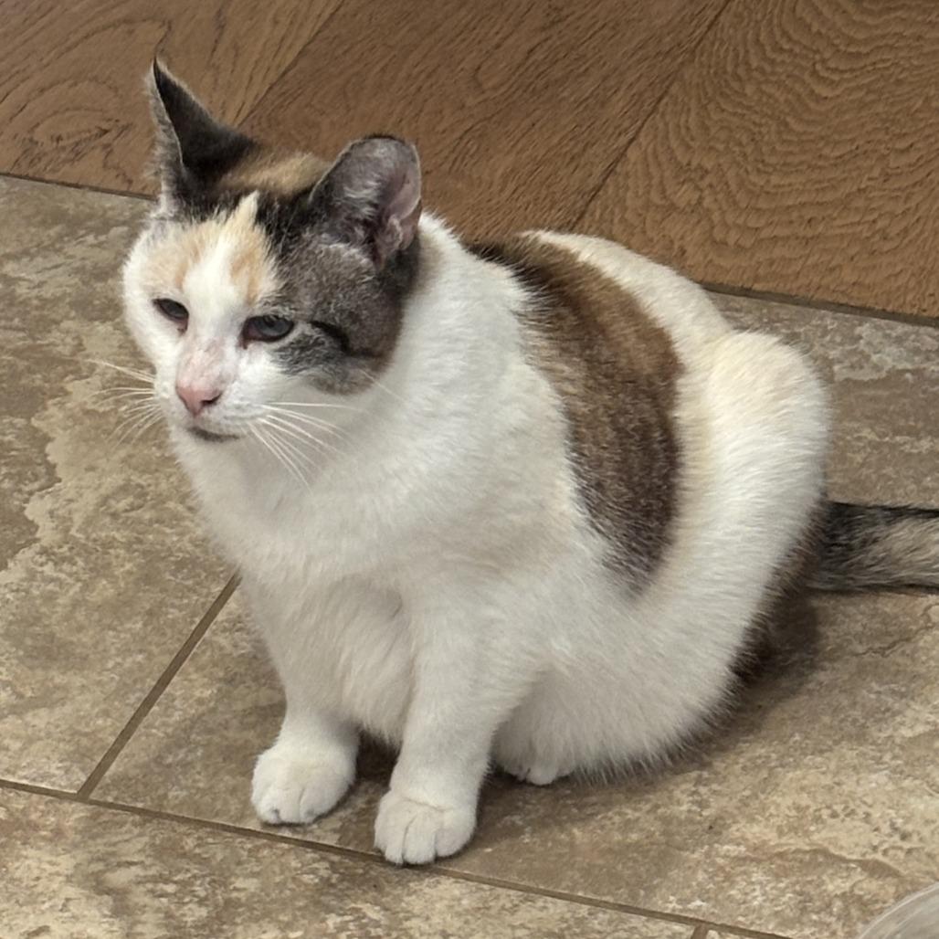 Fiona, Adoptable, Senior Female Domestic Short Hair.