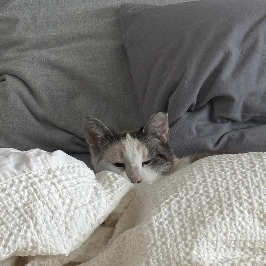 Enlarge Fiona, a Adoptable Domestic Short Hair in Santa Barbara, CA image 2/5