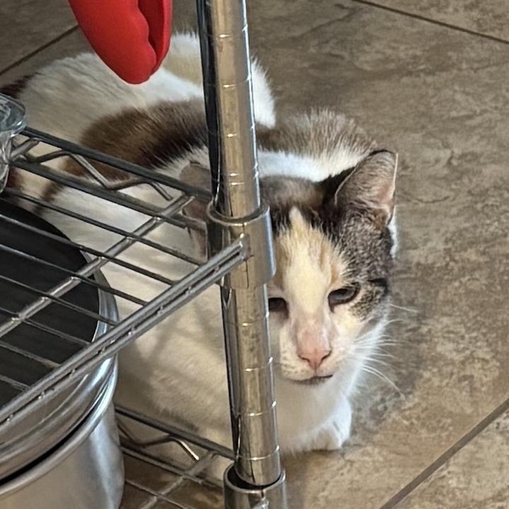 Enlarge Fiona, a Adoptable Domestic Short Hair in Santa Barbara, CA image 3/5