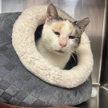 Enlarge Fiona, a Adoptable Domestic Short Hair in Santa Barbara, CA image 1/1