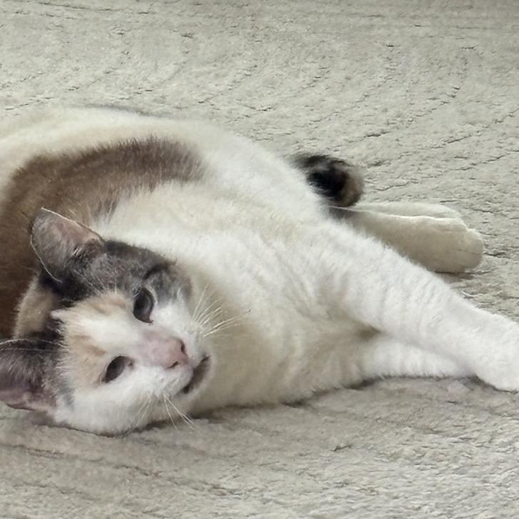 Enlarge Fiona, a Adoptable Domestic Short Hair in Santa Barbara, CA image 5/5
