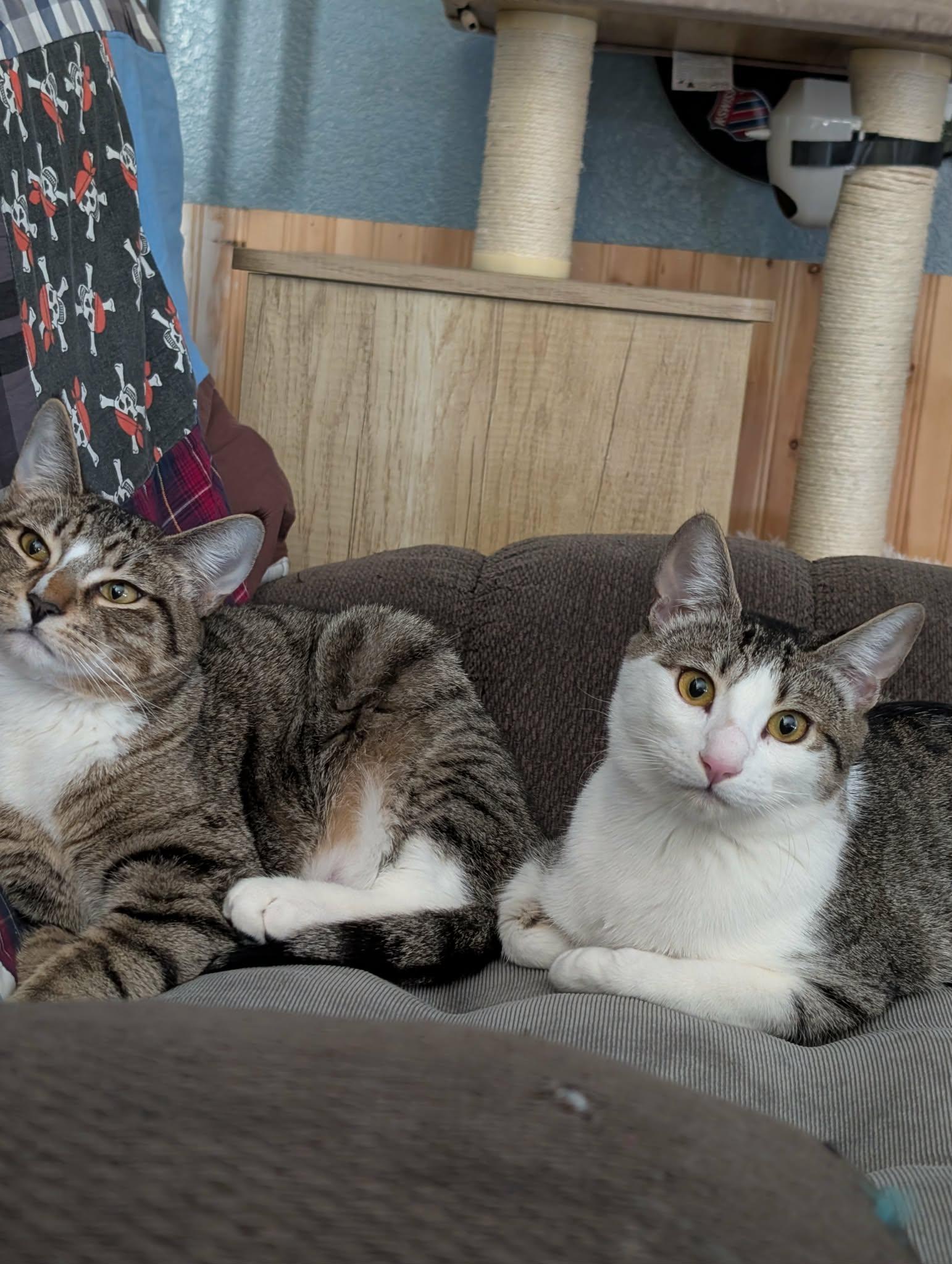 Enlarge William, a Adoptable Domestic Short Hair in Walnut Creek, CA image 1/3