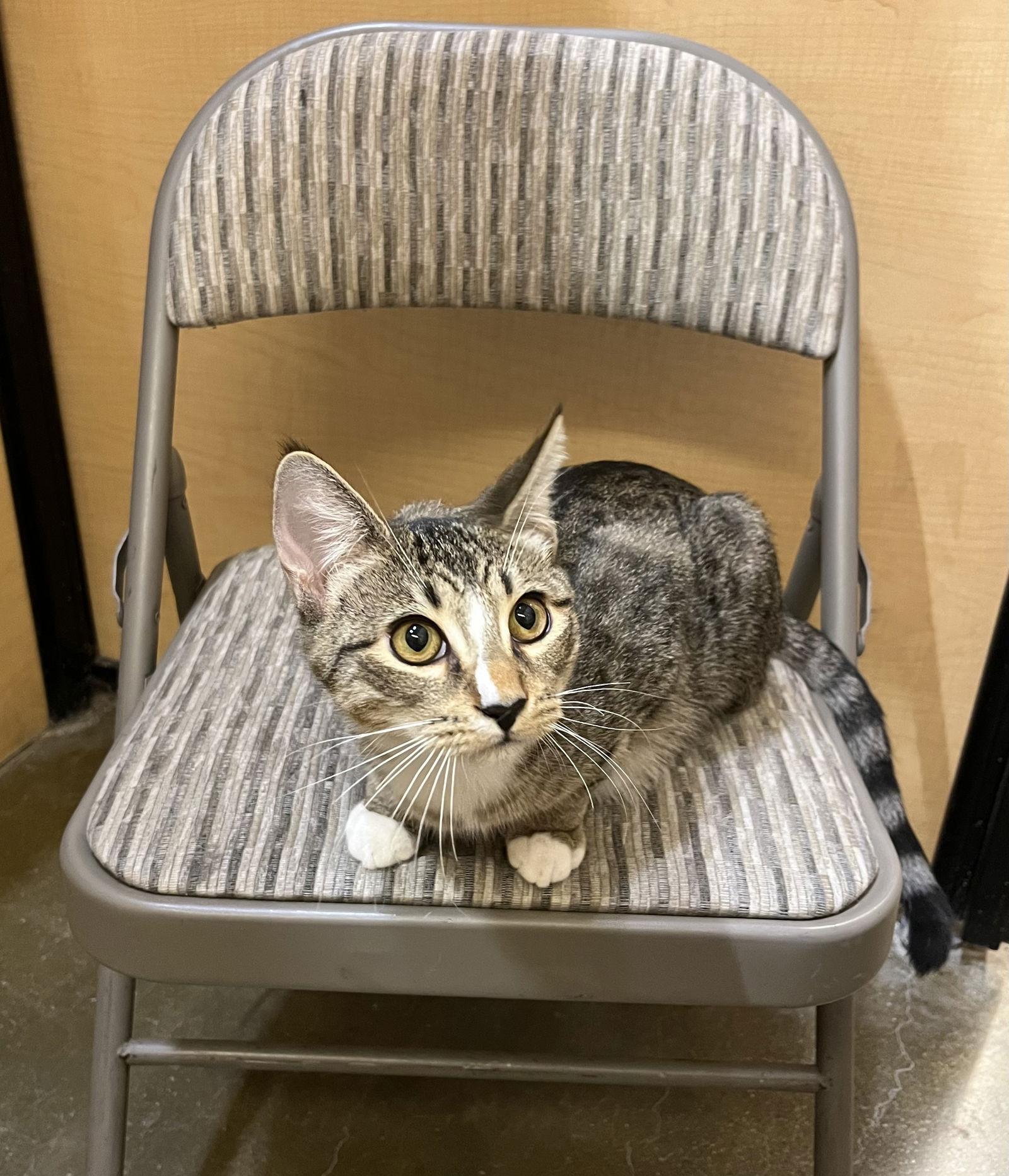 William, a Adoptable Domestic Short Hair in Walnut Creek, CA image 1/3