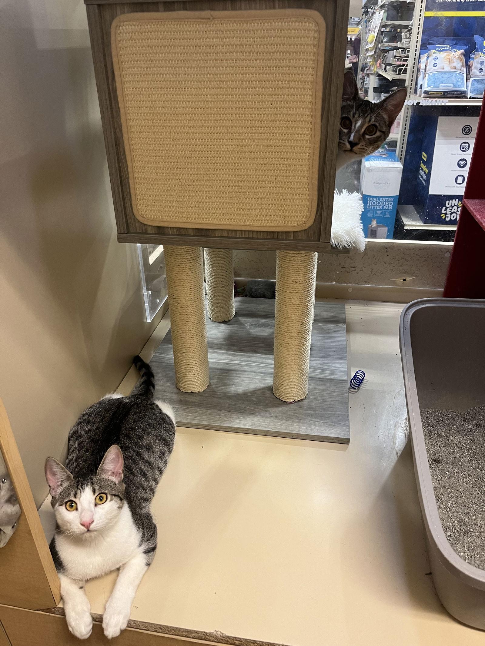 William, a Adoptable Domestic Short Hair in Walnut Creek, CA image 2/3