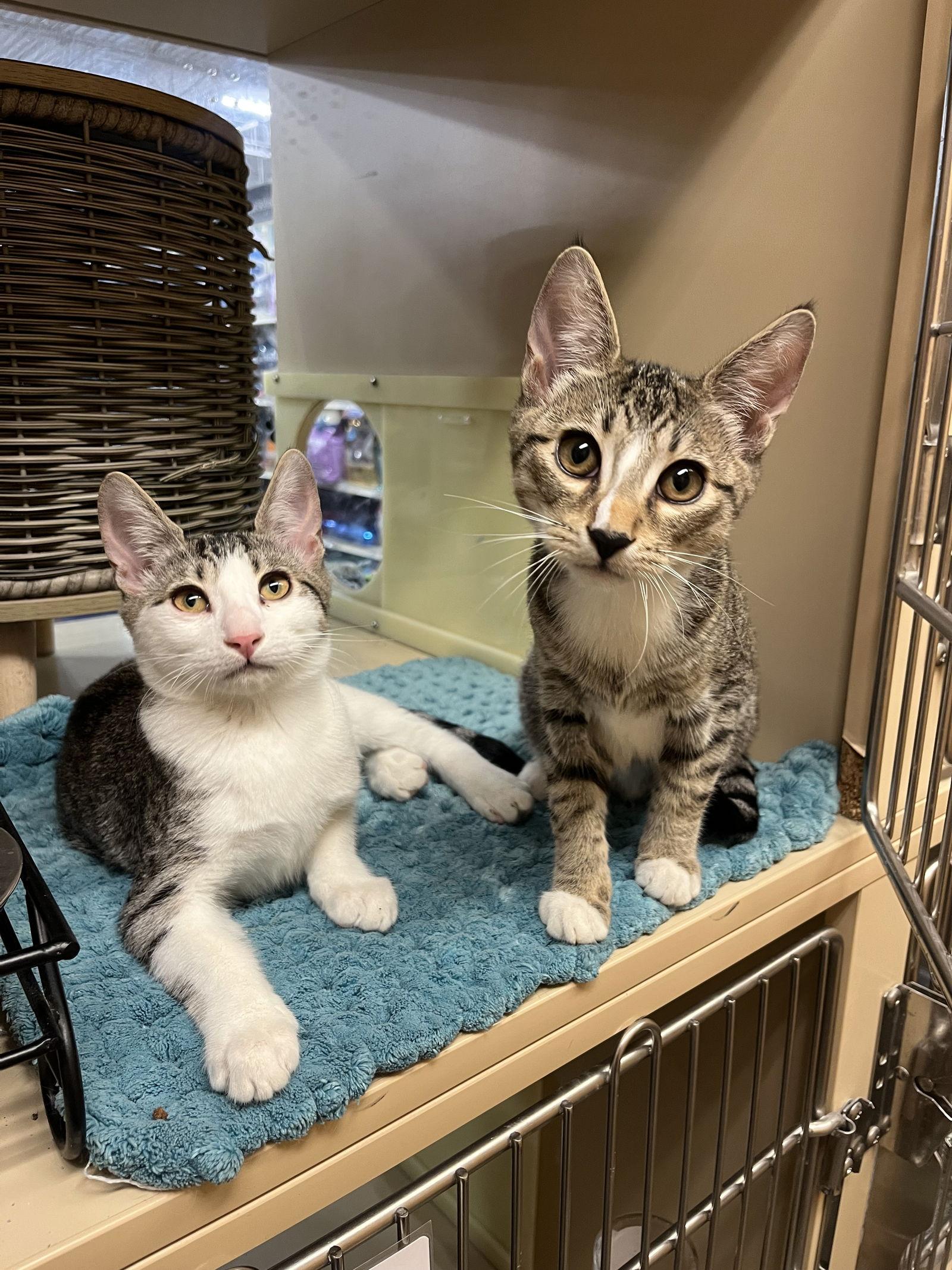 William, a Adoptable Domestic Short Hair in Walnut Creek, CA image 3/3