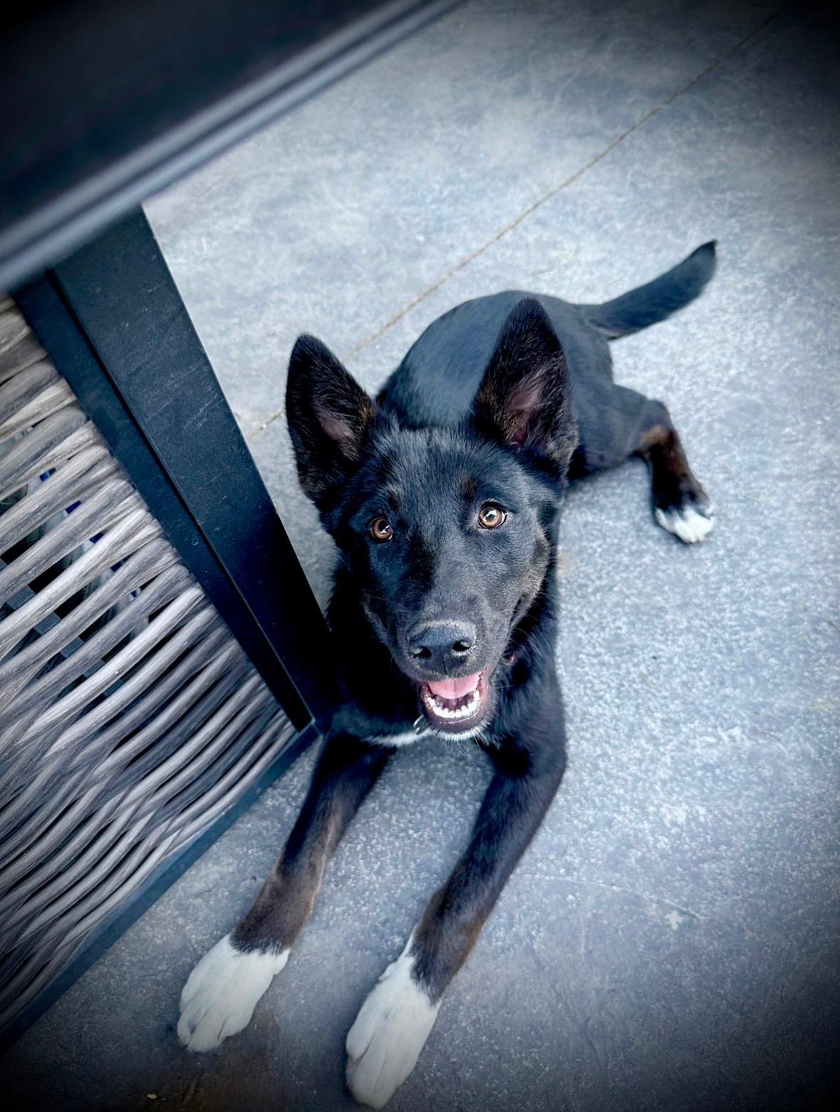 Imogene, a Adoptable mixed breed in Twin Falls, ID image 1/5