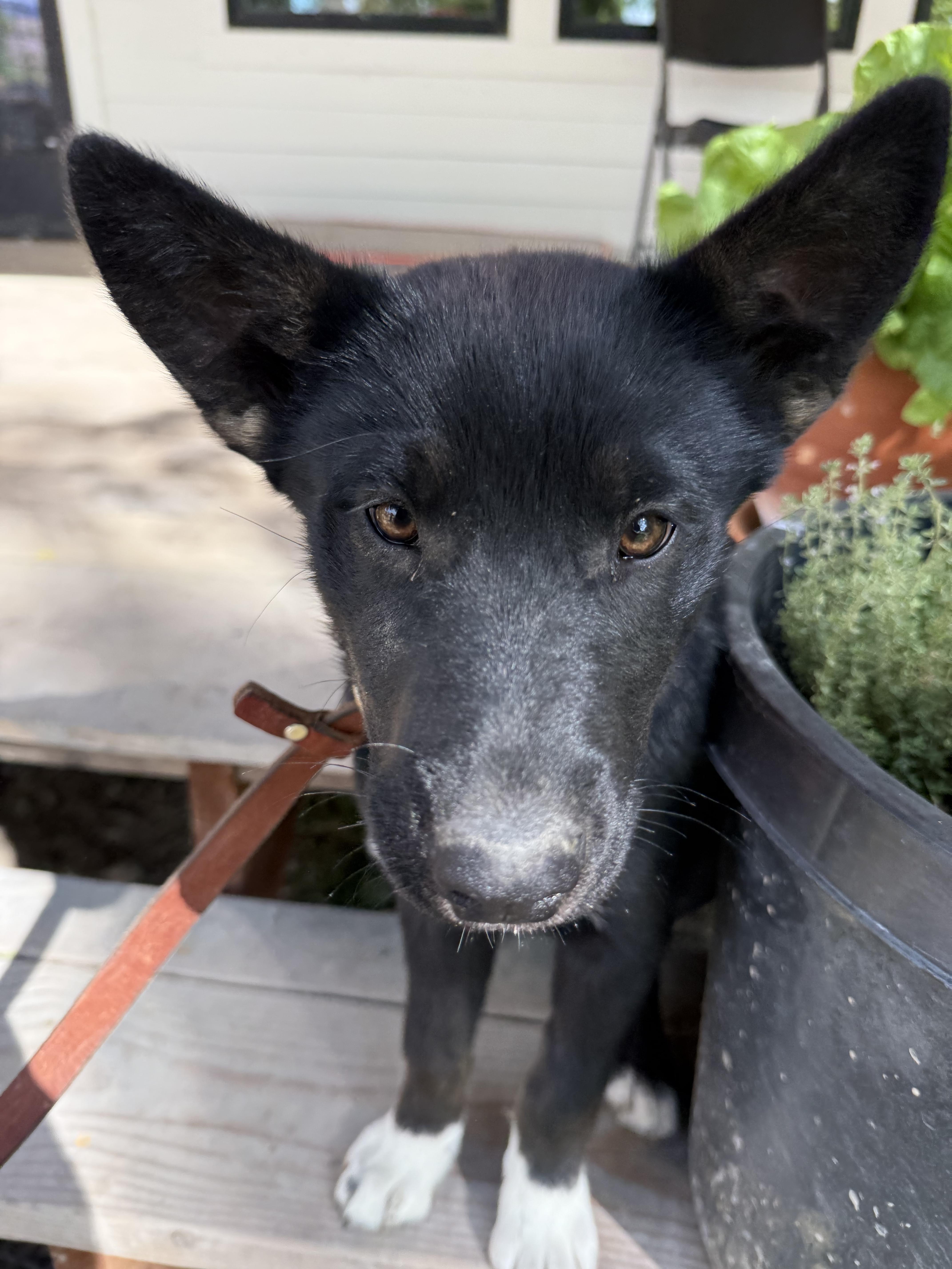 Imogene, a Adoptable mixed breed in Twin Falls, ID image 2/5