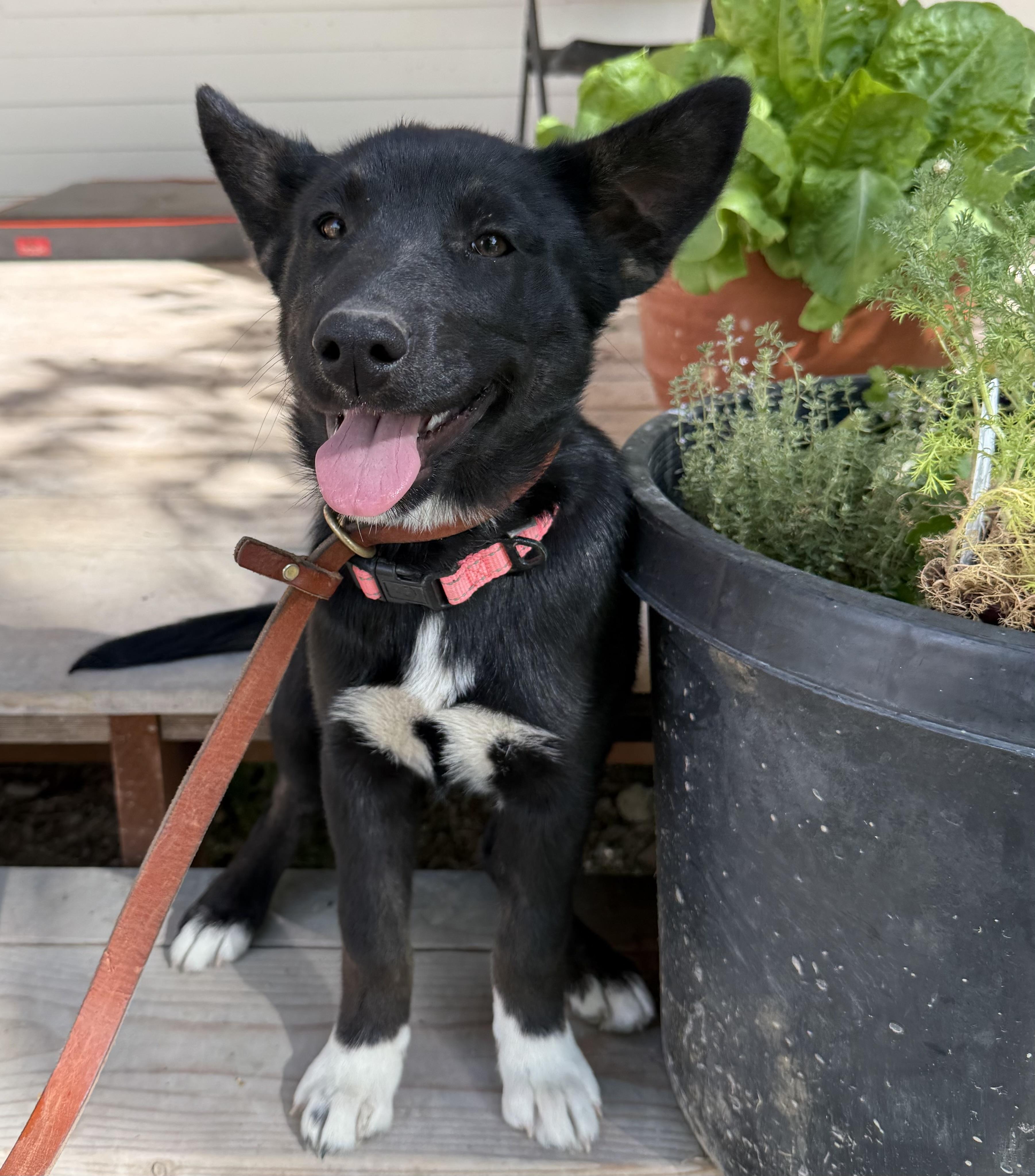 Imogene, a Adoptable mixed breed in Twin Falls, ID image 3/5
