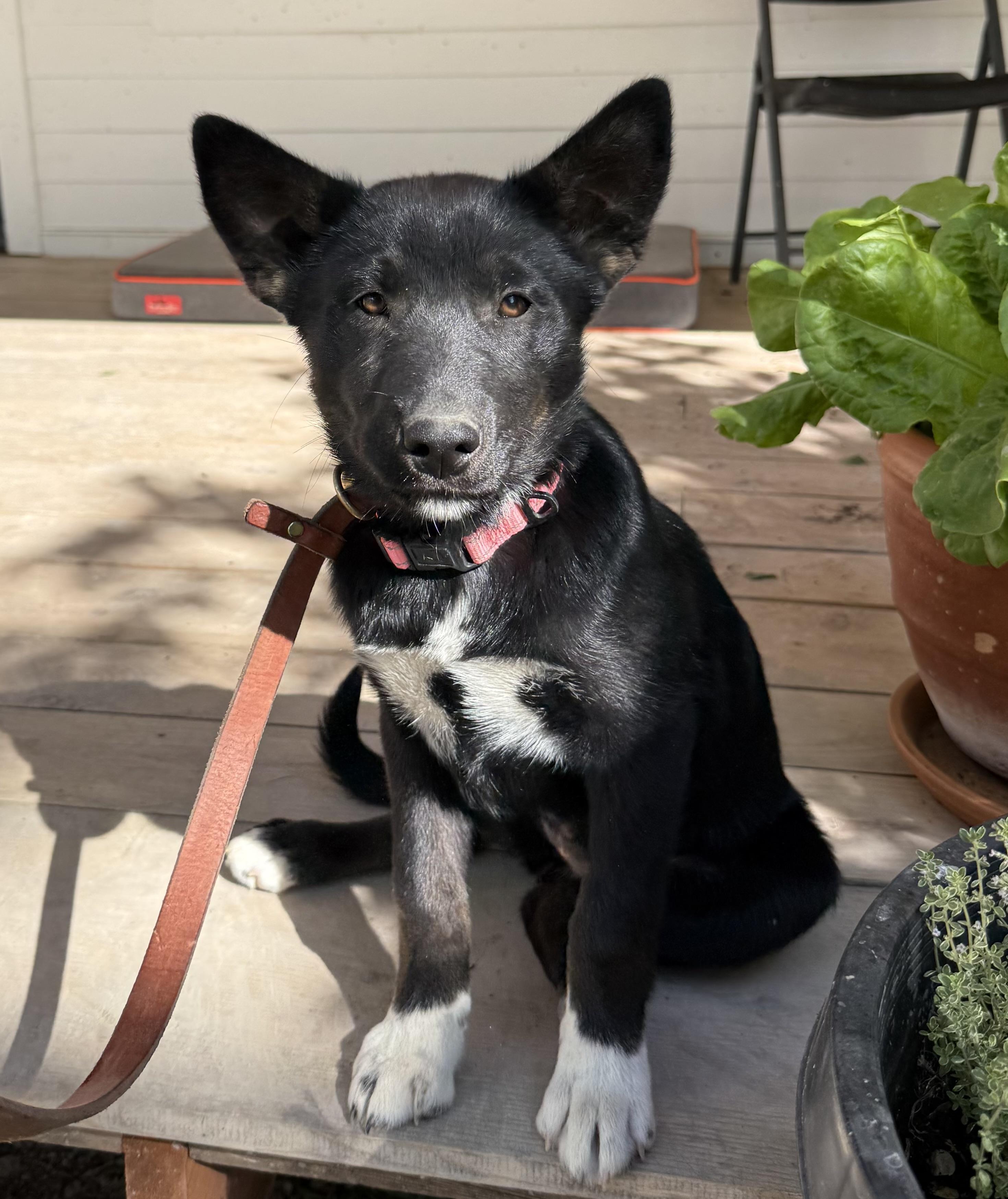 Imogene, a Adoptable mixed breed in Twin Falls, ID image 4/5