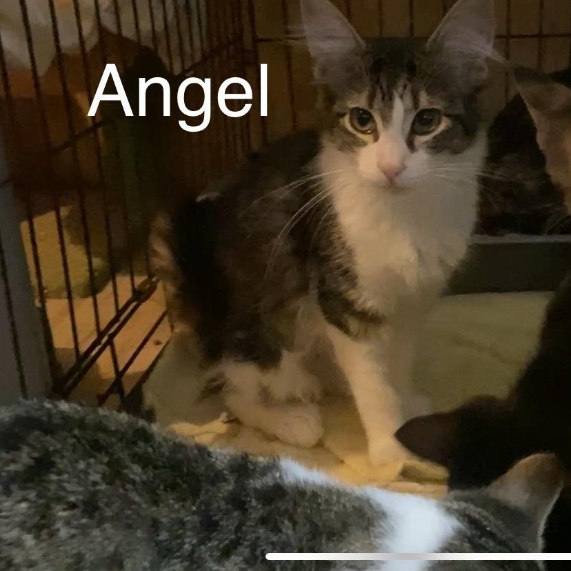 Angel, Adoptable, Young Female Domestic Medium Hair.