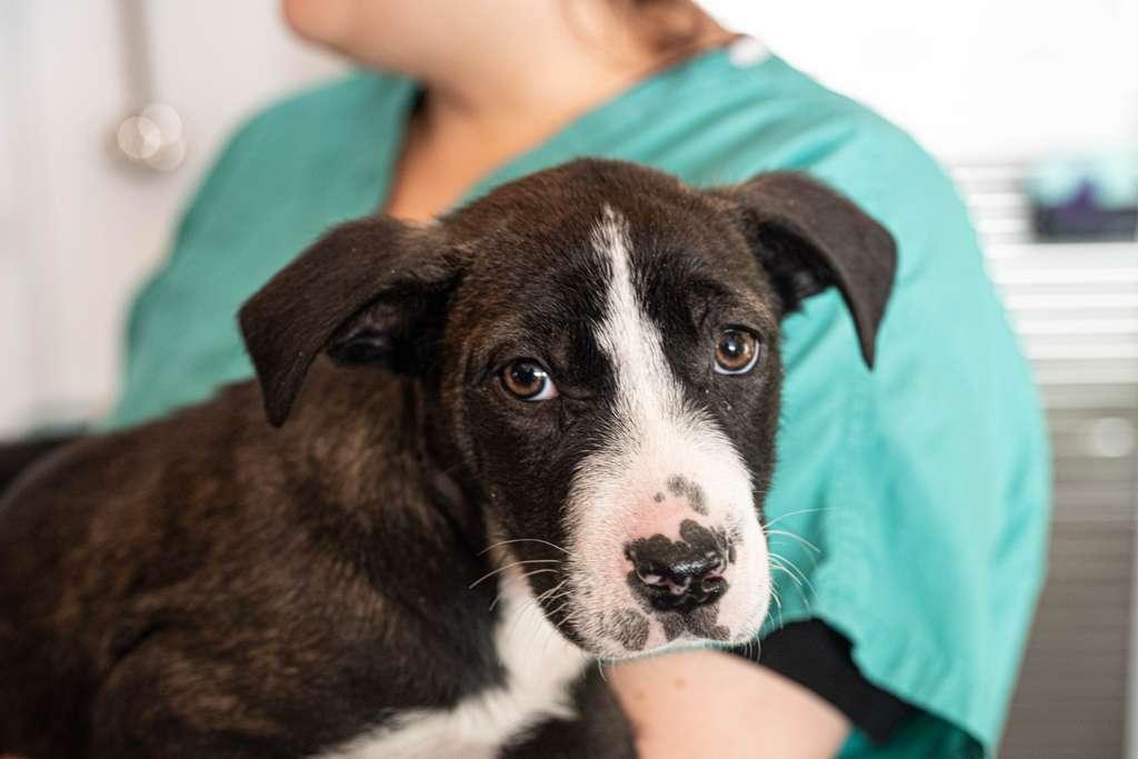 Penne, ADOPTABLE, Puppy Male Siberian Husky.
