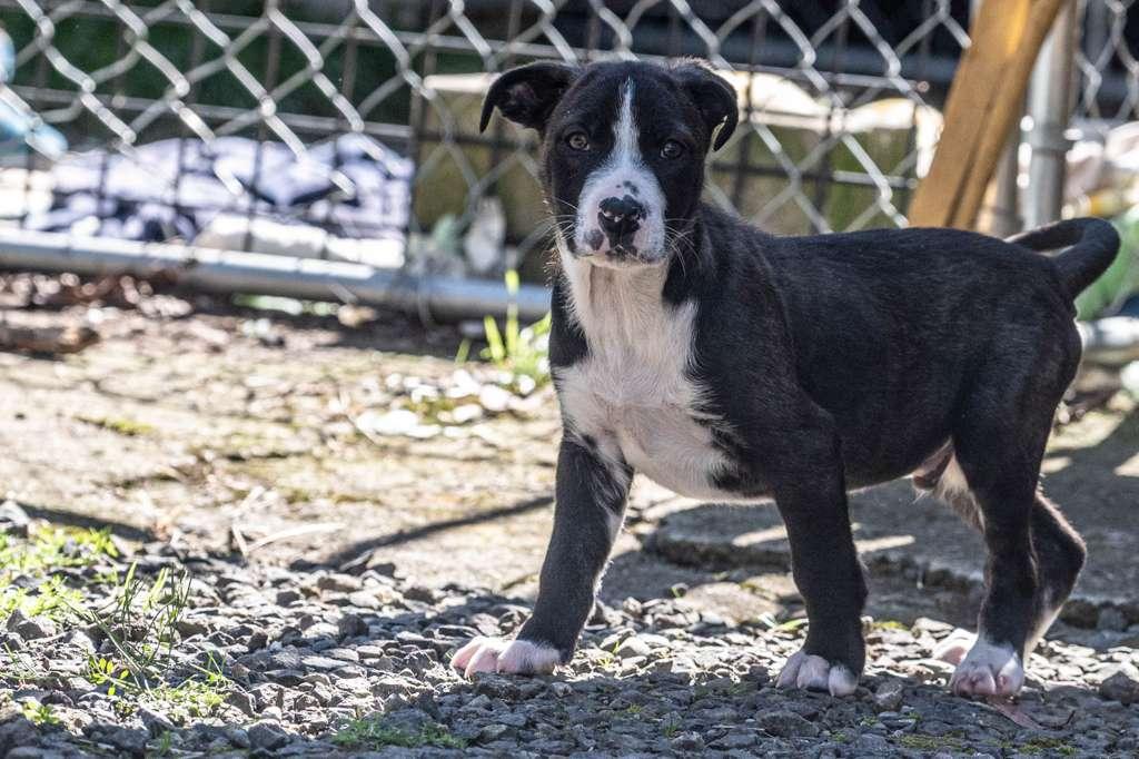 Enlarge Penne, a ADOPTABLE mixed breed in Santa Rosa, CA image 3/5