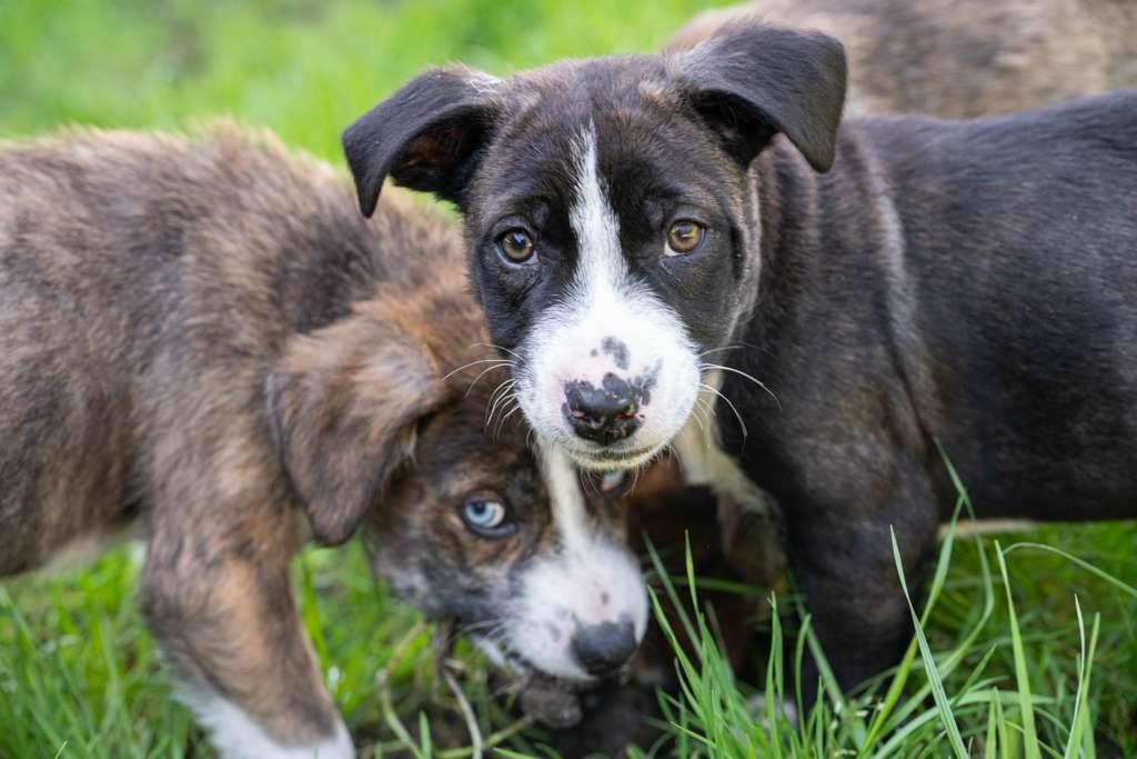 Enlarge Penne, a ADOPTABLE mixed breed in Santa Rosa, CA image 4/5