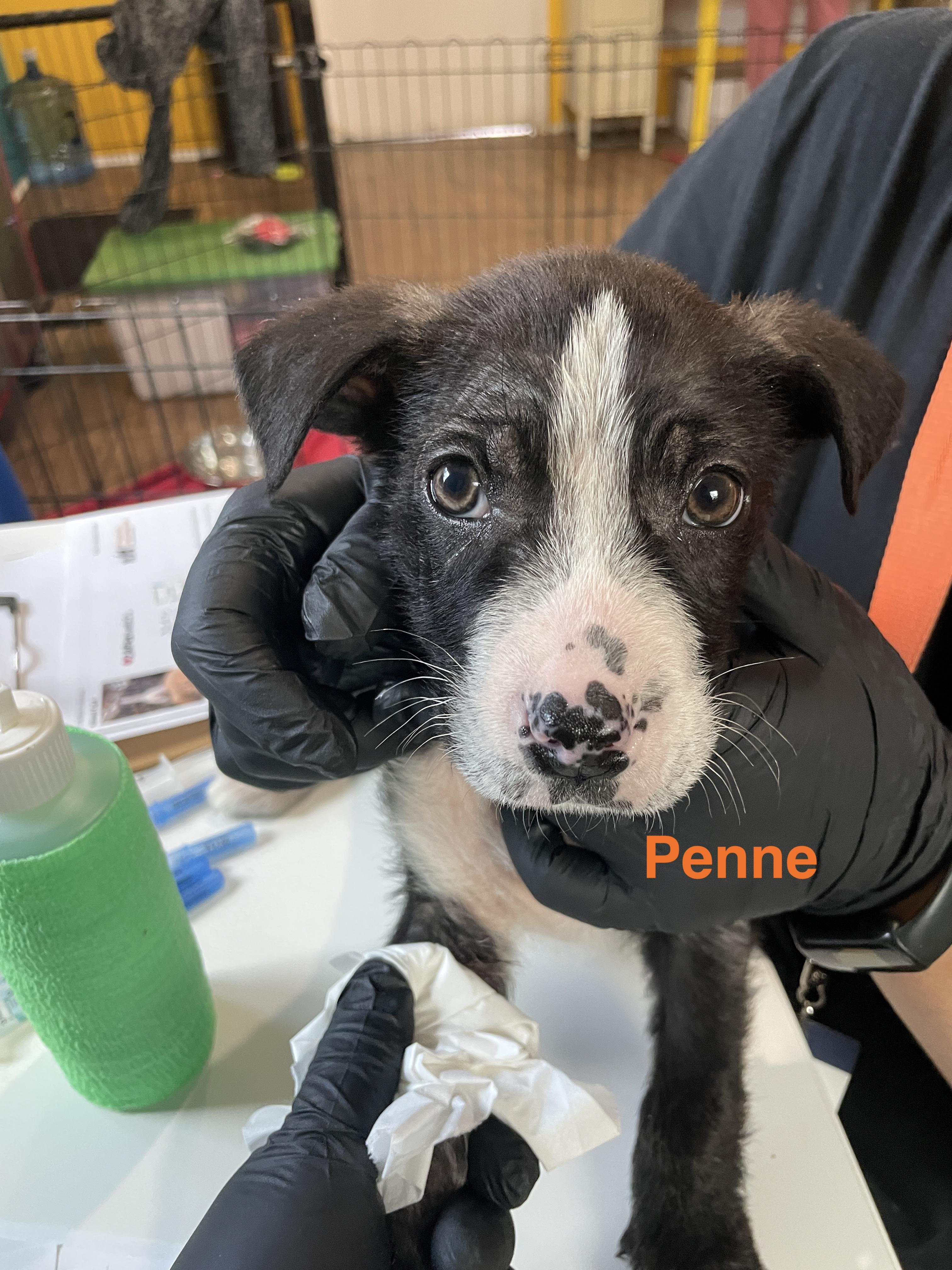 Enlarge Penne, a ADOPTABLE mixed breed in Santa Rosa, CA image 2/5