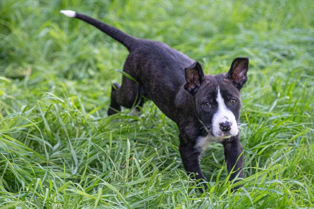 Enlarge Penne, a ADOPTABLE mixed breed in Santa Rosa, CA image 5/5