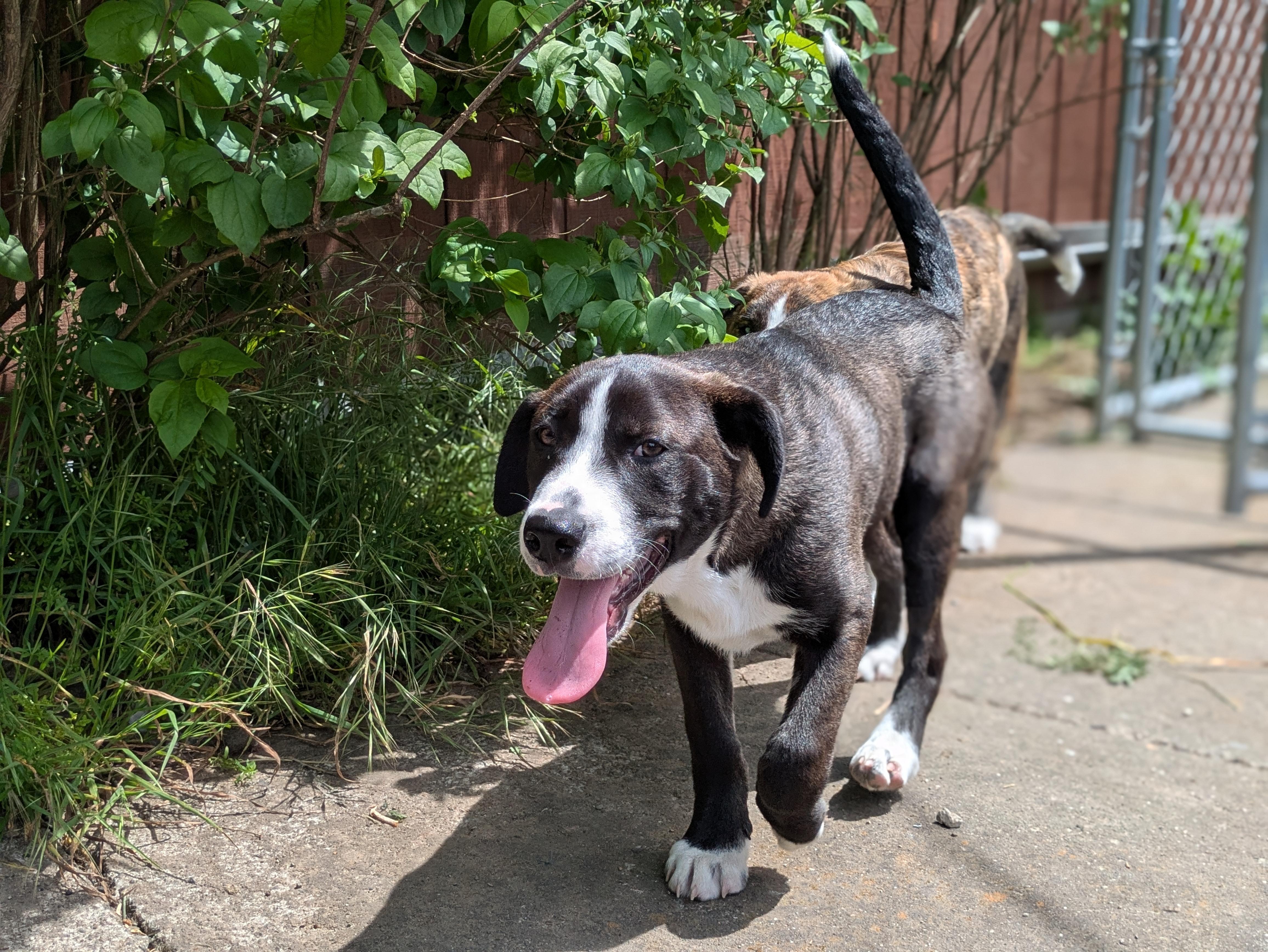 Penne, ADOPTABLE, Puppy Male Siberian Husky.