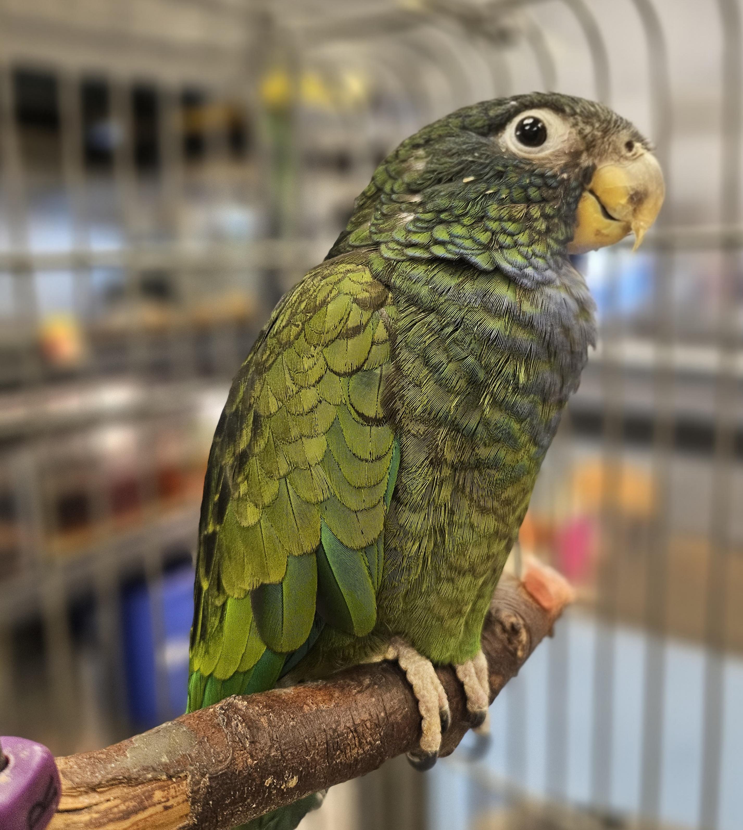 Peanut, adoptable, Adult Female Pionus.