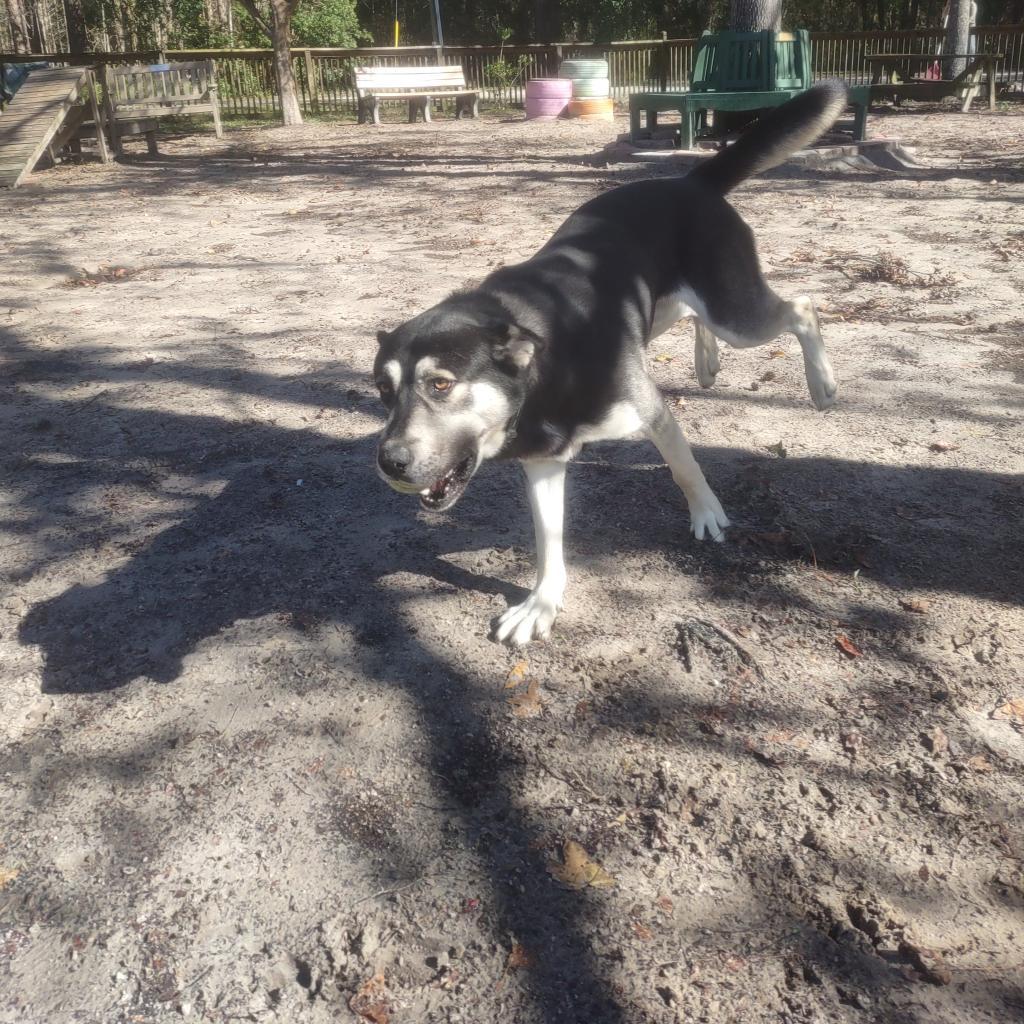 Kizer 25020, Adoptable, Adult Male Shepherd & Mixed Breed.