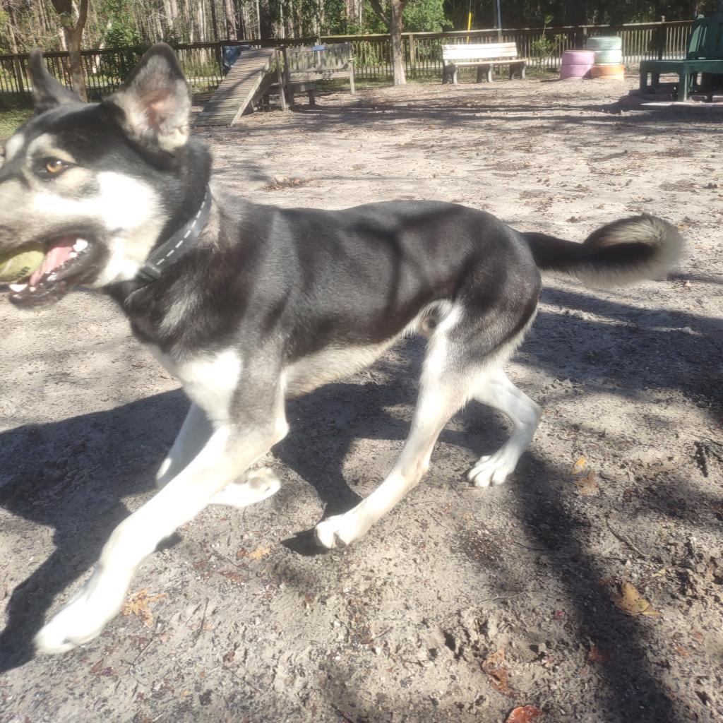 Kizer 25020, a Adoptable mixed breed in Middleburg, FL image 2/4