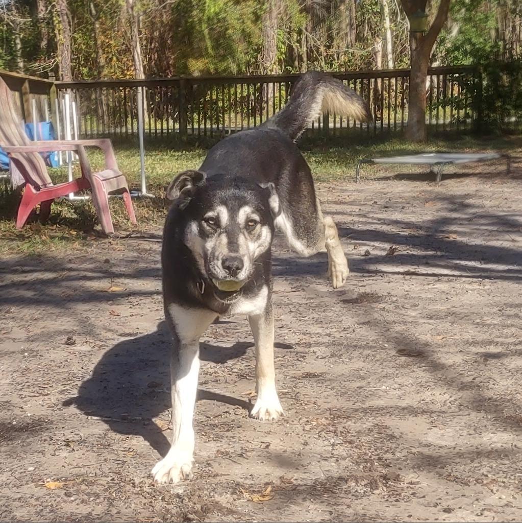 Kizer 25020, a Adoptable mixed breed in Middleburg, FL image 3/4