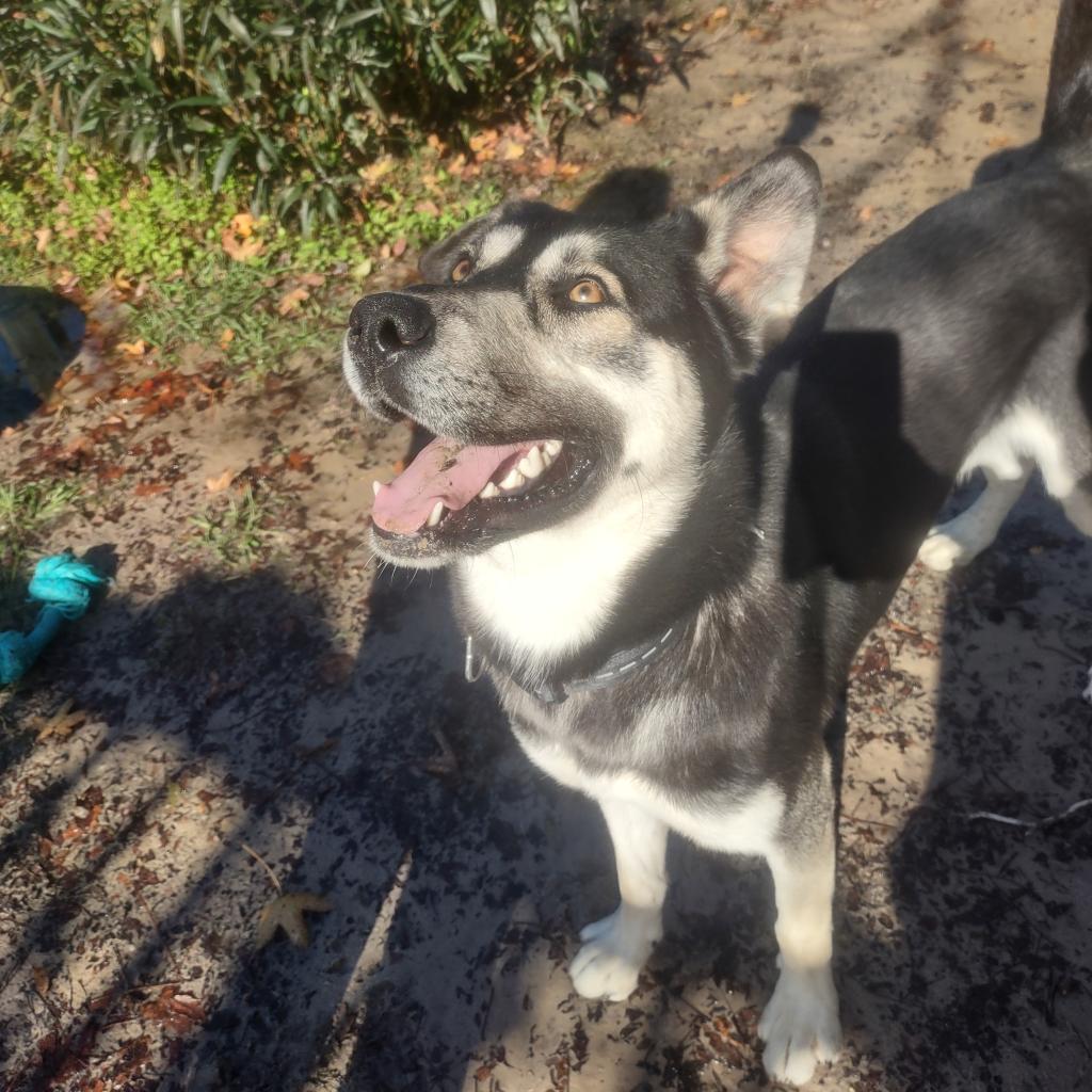 Kizer 25020, a Adoptable mixed breed in Middleburg, FL image 4/4