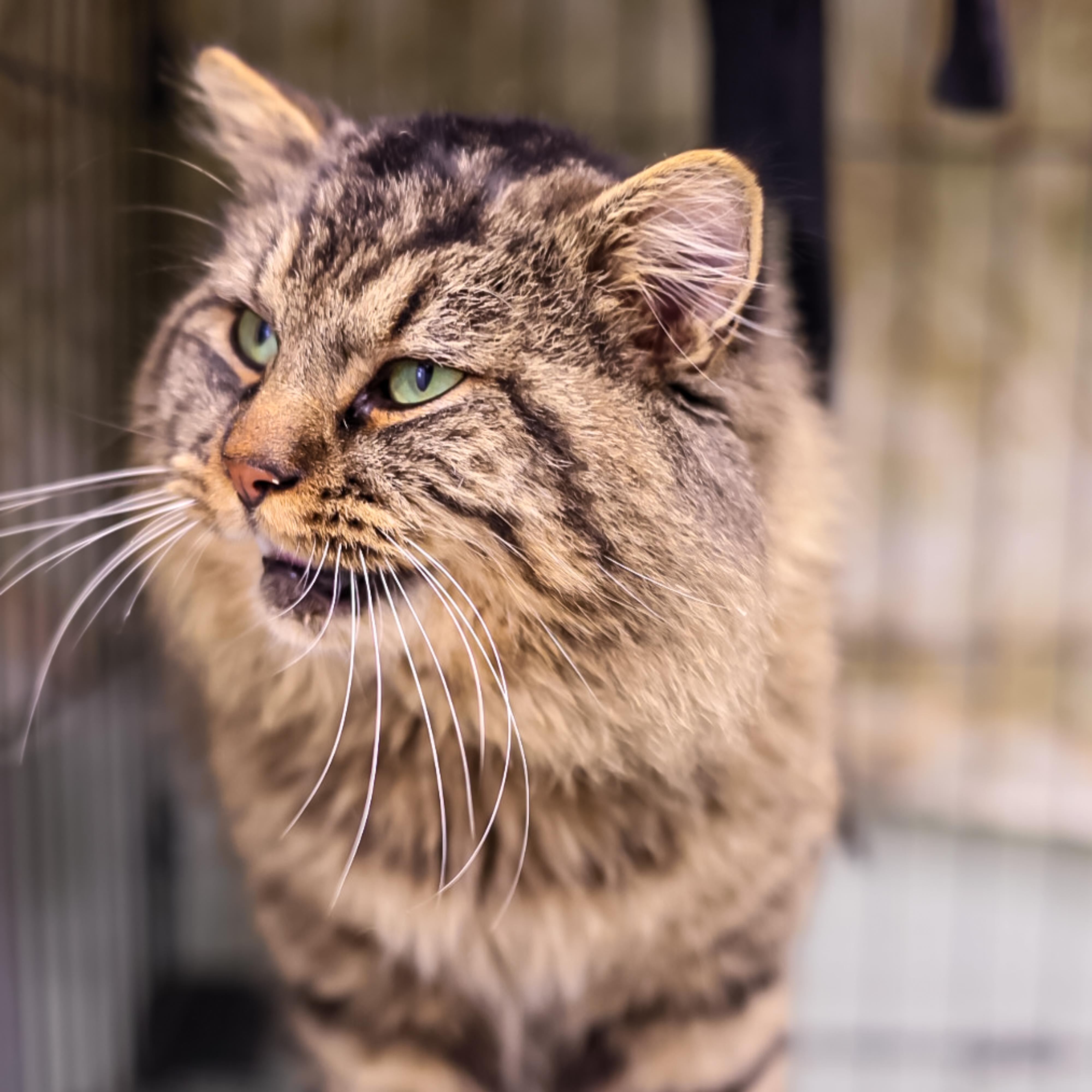 Enlarge Jack, an adopted Domestic Medium Hair in Richland Center, WI image 3/3