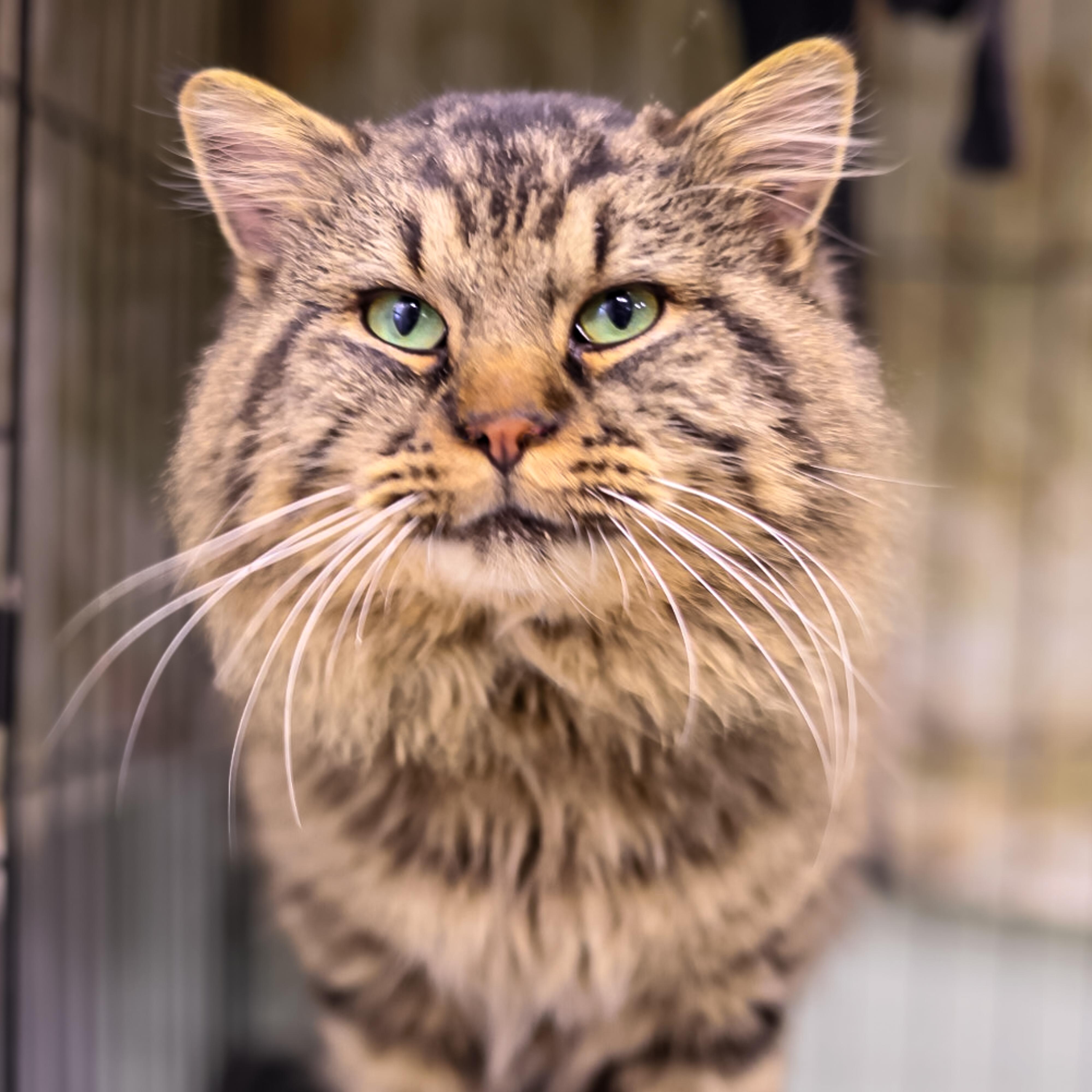 Jack, adopted, Adult Male Domestic Medium Hair.