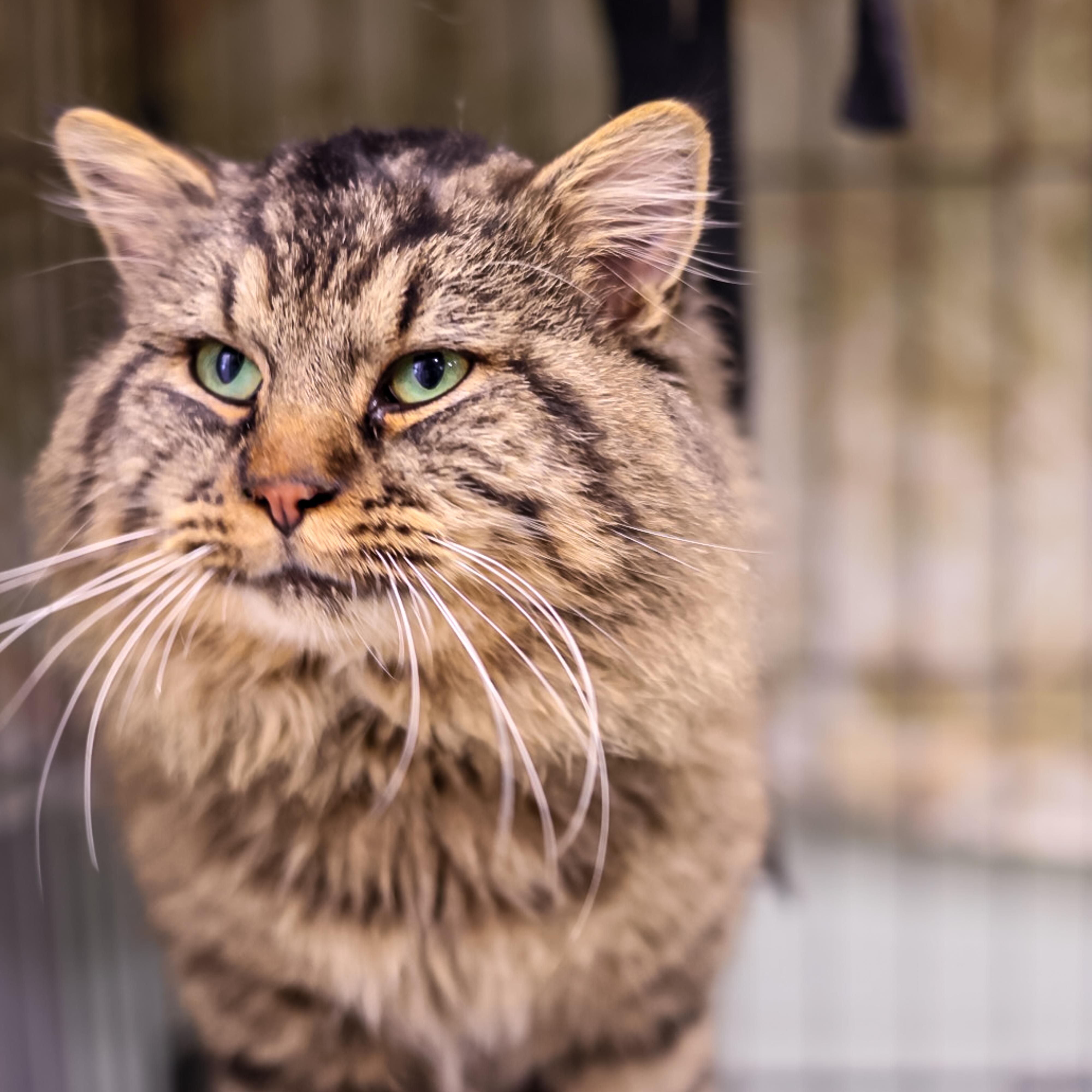 Enlarge Jack, an adopted Domestic Medium Hair in Richland Center, WI image 2/3