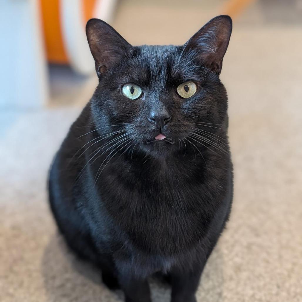 Gargamel, Adoptable, Adult Male Domestic Short Hair.