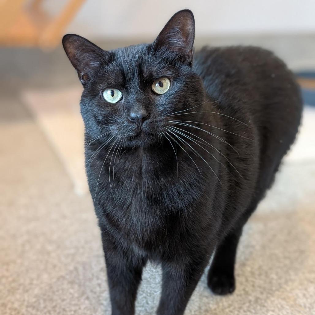 Enlarge Gargamel, a Adoptable Domestic Short Hair in Washington Township, OH image 2/6