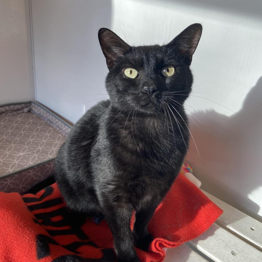 Enlarge Gargamel, a Adoptable Domestic Short Hair in Washington Township, OH image 3/6