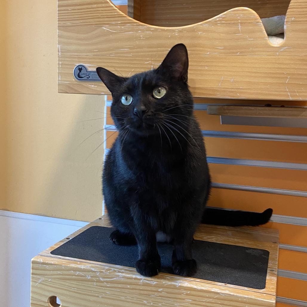 Enlarge Gargamel, a Adoptable Domestic Short Hair in Washington Township, OH image 4/6