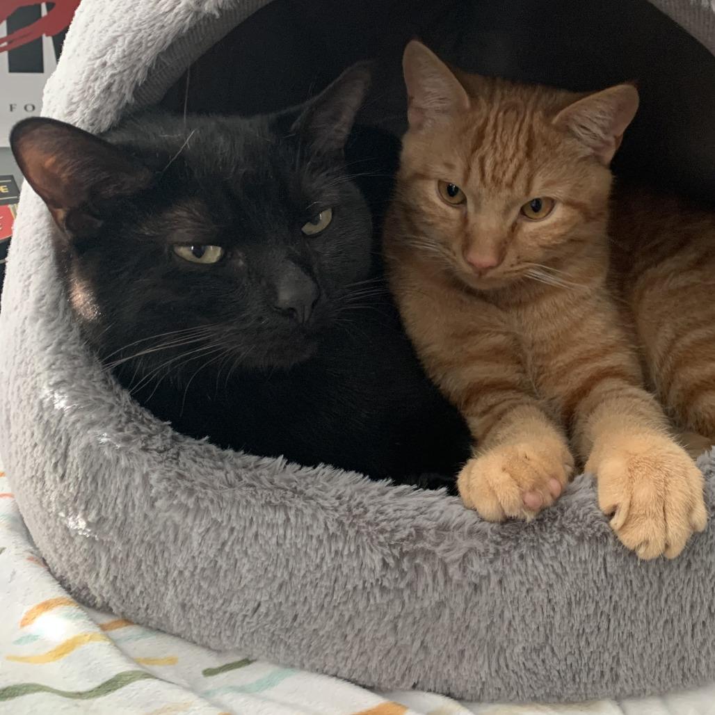 Enlarge Gargamel, a Adoptable Domestic Short Hair in Washington Township, OH image 5/6